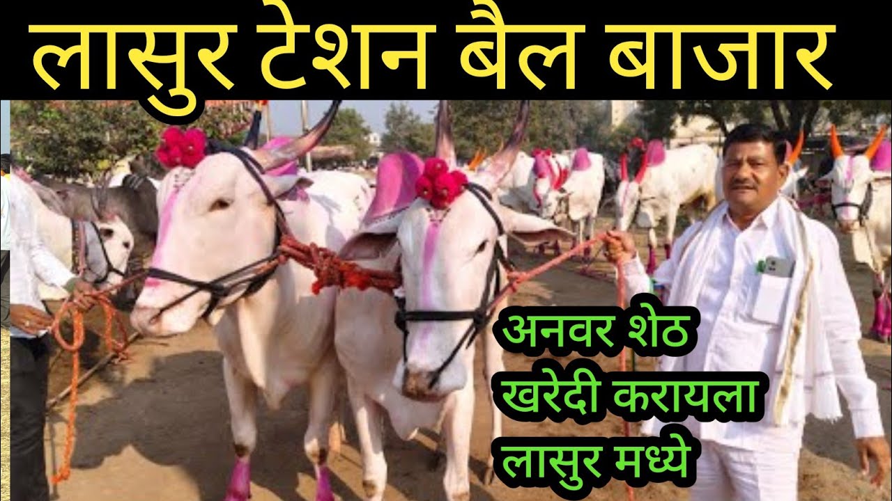 Lasur station bail bajar|lasur station bail bazar video|बैल बाजार के वीडियो|लासुर स्टेशन बैल बाजार|