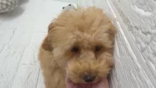 no.202056 トイプードル ♀ 2026/5/20撮影 - YouTube