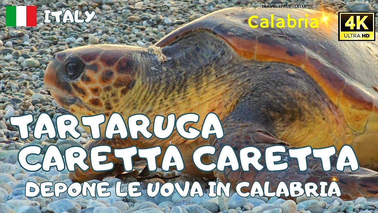 Tartaruga Marina CARETTA CARETTA A Paola In Calabria -Spettacolo della ...