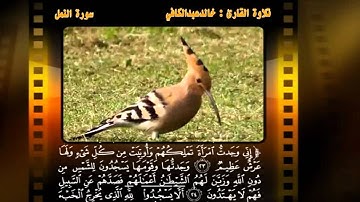 | قصة الهدهد || تلاوة القارئ  الشيخ : خالدعبدالكافي |
