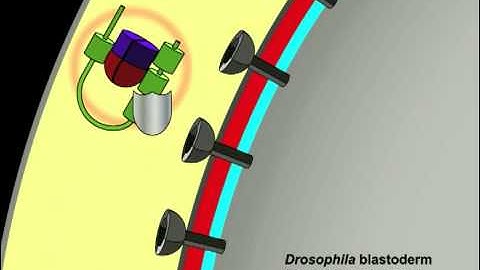 Peluso et al.: Shaping a Morphogen Gradient