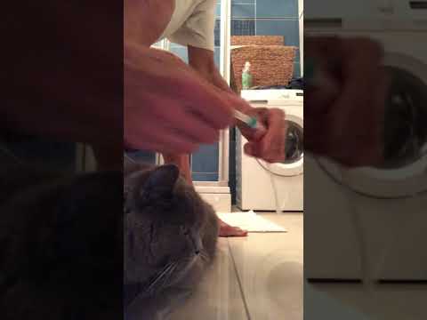 Video: Nierentoxizität (arzneimittelinduzierte) Bei Katzen