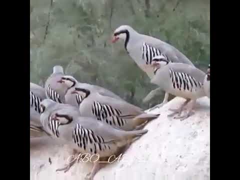 صوت حجل مع افراخه