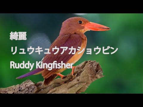 【綺麗】リュウキュウアカショウビン Ruddy Kingfisher