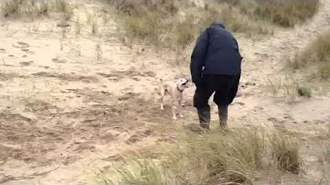 Bella the whippet in Llangennith sand dunes