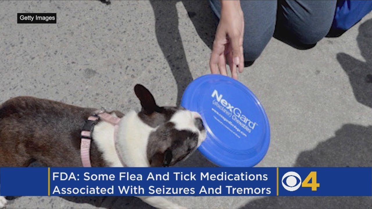 FDA Warns Pet Owners About Flea, Tick Meds Linked To Seizures YouTube
