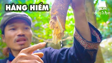 TRÚNG MÁNH DƯỢC LIỆU QUÝ DƯỚI LÒNG ĐẤT NHIỀU CÔNG DỤNG | Già Làng Tây Nguyên