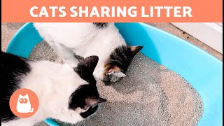 Can Two CATS SHARE the SAME LITTER?  Litter Box Guide