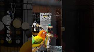 Mainan Baru Buat Mango