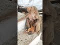 #tirkut #phar #ka #baby #monkey #and #uske #maa #shorts #trending #viral #video 🐒😍😘🐵🥰