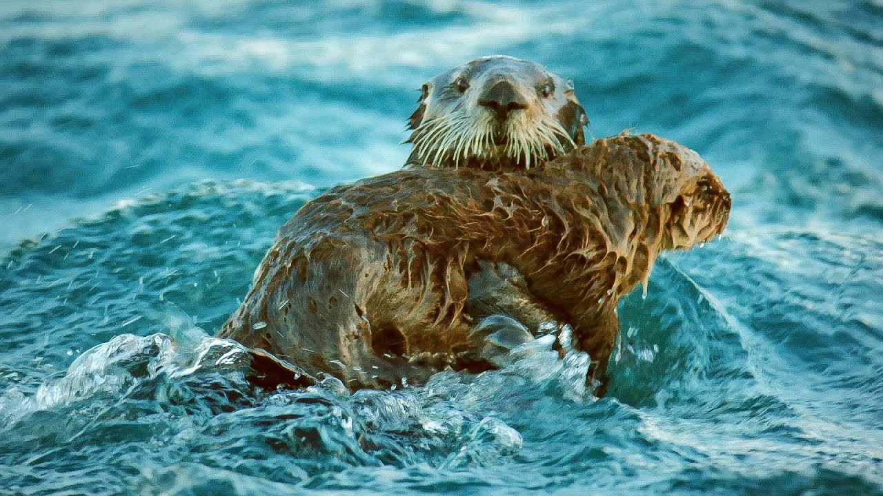 ⁣Sea Otters Hold Hands To Survive The Dangers Of The Open Ocean | BBC Earth