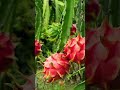 Dragon fruit 🍓🍓#dragon #dragonfruit #dragons #fruits #viral #viralvideo #shortsfeed #farming