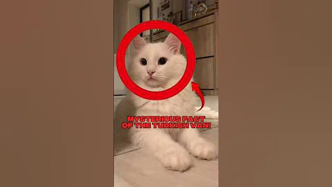 Watch the video about Fact of the Turkish Van PART 2 #shortvideo #facts #funnycat