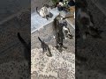 وقت شام شده و بچه ها بی قرار When It Turn To Dinner Time