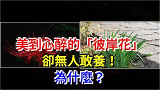 美到心醉的“彼岸花”，卻無人敢養！為什麼？，[心靈驛站]