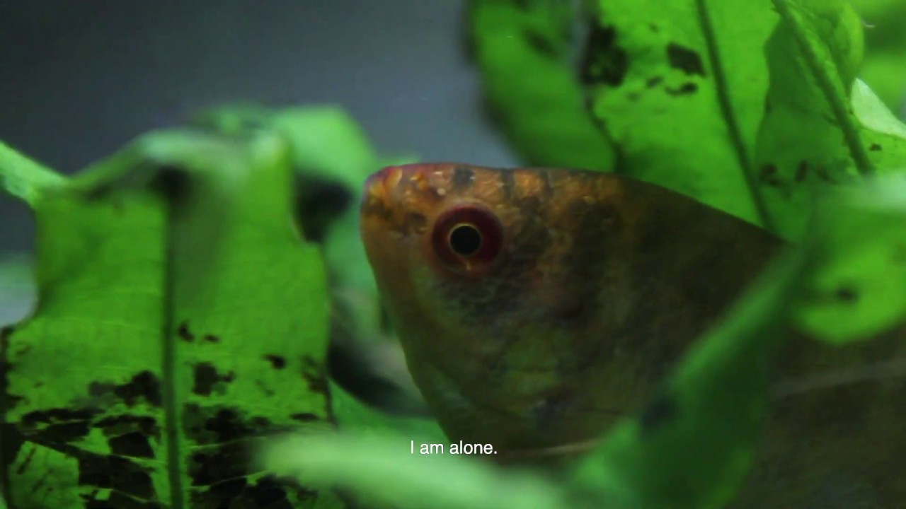 i saved a fish from drowning i saved a fish from drowning