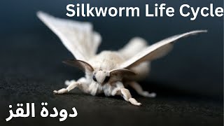 Silkworm life cycle I دورة حياة دودة القز