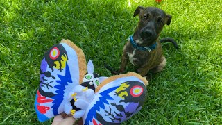 Mothra’s Test Flight