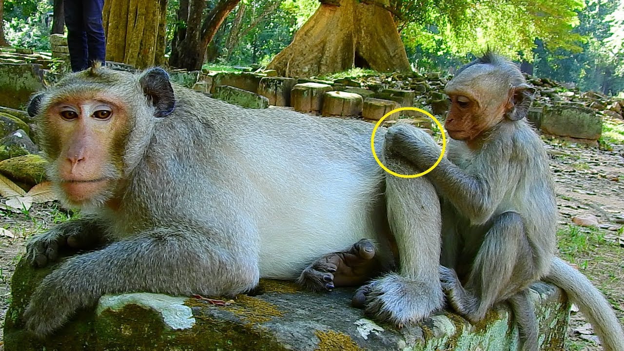 Pity Poor baby monkey Micah by Scare King Monkey Loki, So Micah Calm finding Flee Loki.