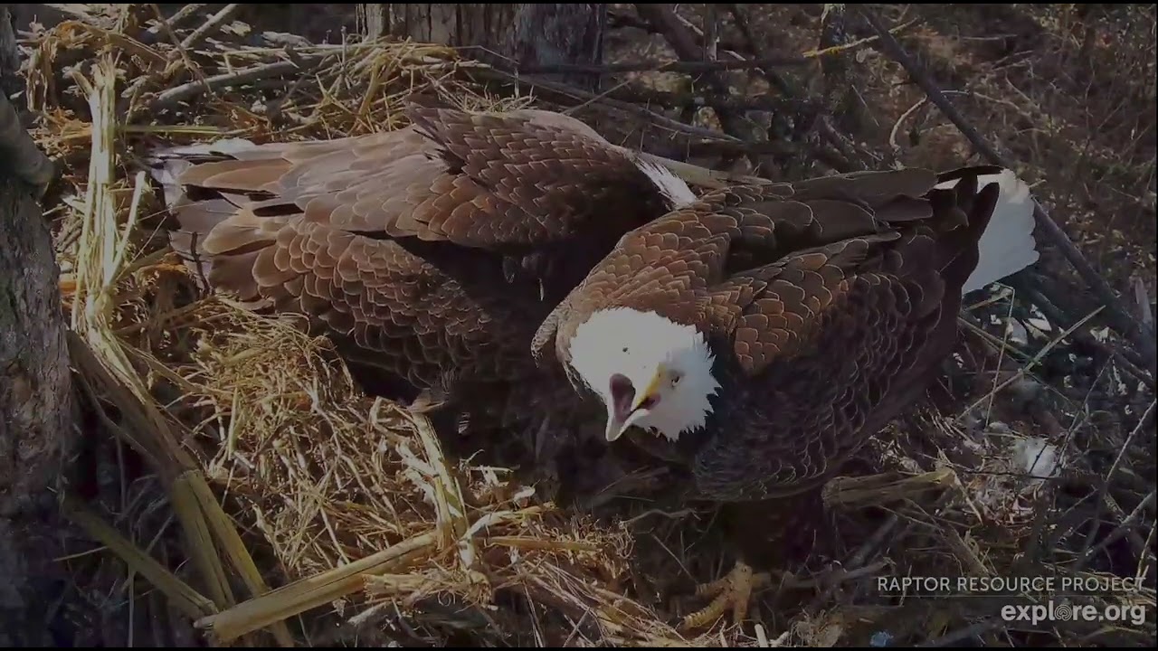 Decorah North Eagles 3-8-26, 3 pm DNF back, UM to nest, a look at egg, UM chases a 3rd eagle