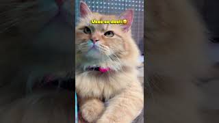 Its just ORANGE CAT THING! 😆😂 #trending #viral #shorts #ytshorts #funny