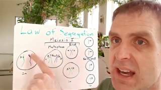 Laying Down the Mendelian Law