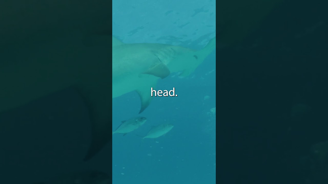 Motion Changes Emotion - Oceans247 