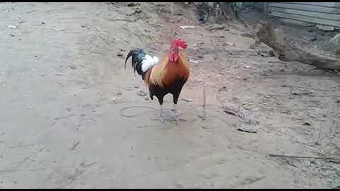 qaib dib zoo nraug heev cuab tuaj zoo100%..02054502004.