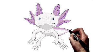 How To Draw An Axolotl | Step By Step |