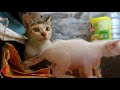 子猫 Mother cats protecting their Baby kittens❤Mom Cat Loves Kittens 2022 ❤4 kitten vs mother