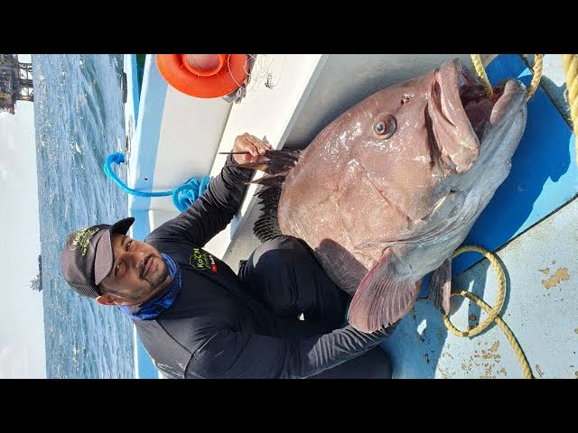 SHARK FISHING With HAND LINES In The Caribbean - The Hunt For A