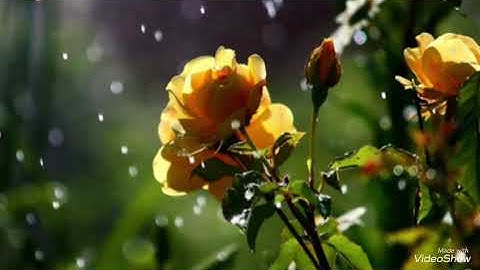 سورة الناس شيرزاد طاهر