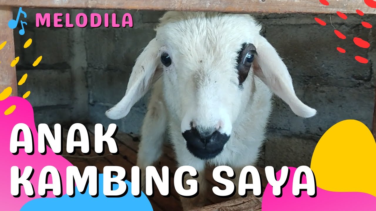 LAGU ANAK KAMBING SAYA - Lagu Anak Anak - YouTube
