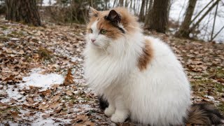 Curious Cats Explore the Forest for the First Time After Snow🌲| Jan the Orange Cat 🐾 screenshot 5