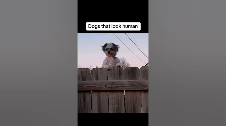 These are the scariest dogs 😨