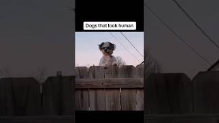 These Are The Scariest Dogs