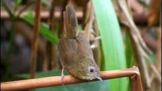 suara pikat burung jenggot mini