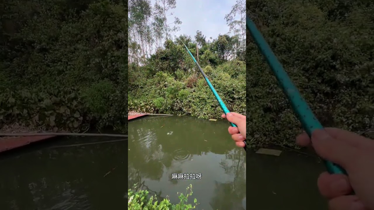 “Countryside Fishing Vlog Quiet Village Morning and Big Catch”