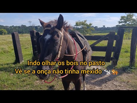 Indo olhar os bois no pasto ver se a onça não tinha mexido 🐄🐅🐎👈