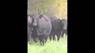 Beef Cattle Repro App - How To screenshot 5