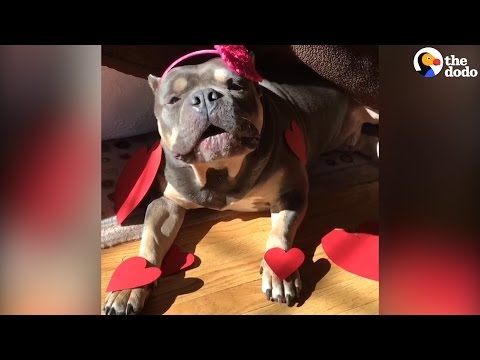 Big Rescue Dog Is A Gentle Giant | The Dodo - Big Rescue Dog Is A Gentle Giant | The Dodo