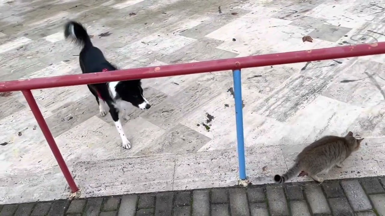 Border Collie herds a cat