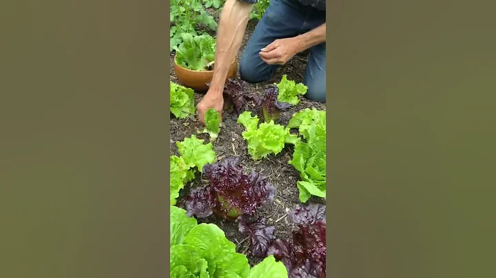 How to pick lettuce so your plants keep growing #shorts - DayDayNews