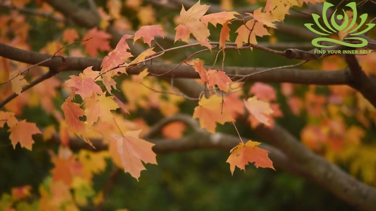 Relaxing Wind Sound With Music One hour Long music | FIND YOUR INNER SELF