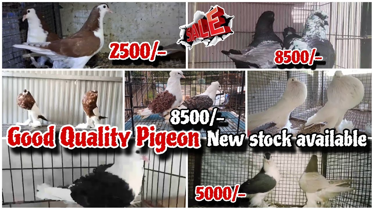 Good Quality, American Faintal, Siraji,Mudina,King,Pouter,and Frillback Kabutar New Stock Available