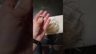 Hay Evaluation