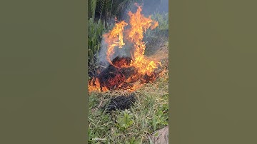 cá lóc nướng chui