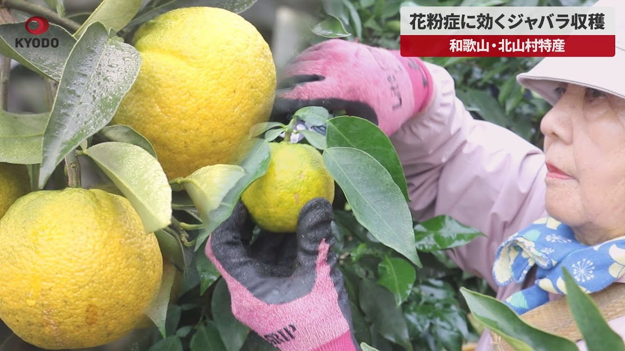速報】花粉症に効くジャバラ収穫 和歌山・北山村特産 - YouTube