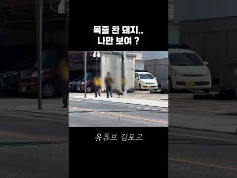 오른쪽 나만 보여 ? #일본소도시여행