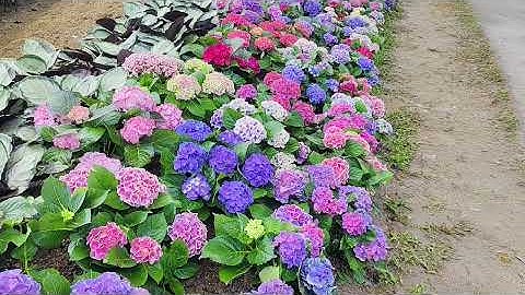 Ncig ib hnub tsis thoob .12/13/2025